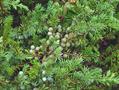 common juniper 